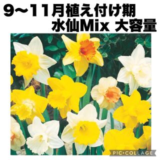 水仙　スイセン　種類Mix   大量　球根(プランター)