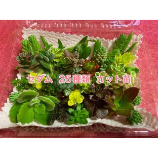 【@0531様専用】多肉植物   ＊セダム25種類カット苗＊  2セット(その他)