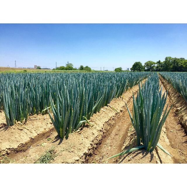 掘りたて瑞々しい深谷ねぎ 4kg 特別栽培 農家直送 食品/飲料/酒の食品(野菜)の商品写真