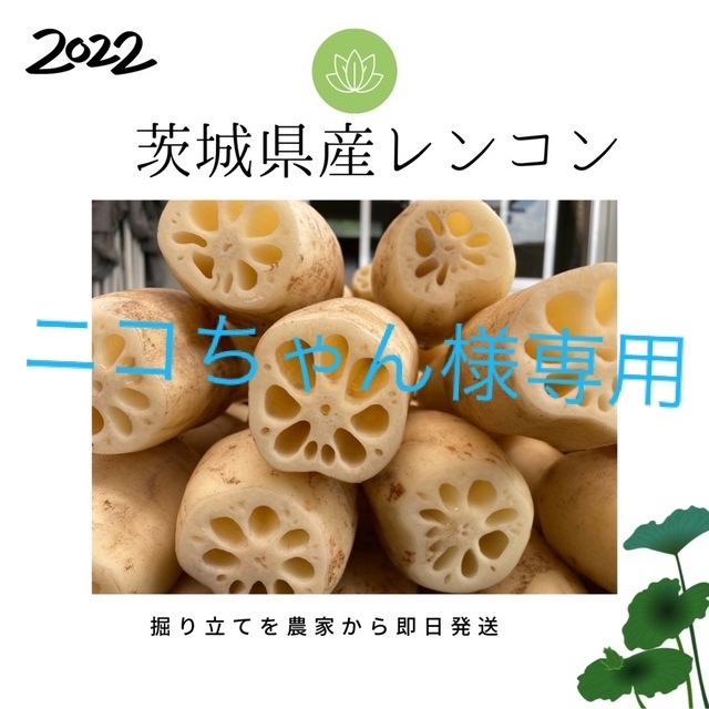 ニコちゃん様専用レンコン　2kg　茨城県産　規格外サイズ　農家から直送！　食品