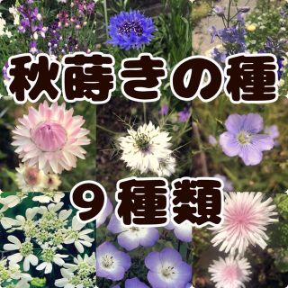 【秋まき】花の種【9種類】(その他)