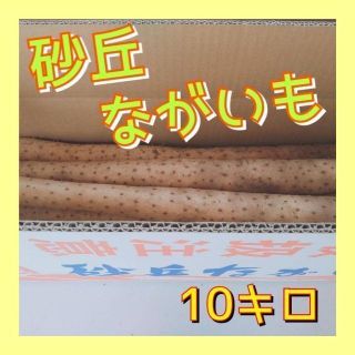 【鳥取県産】砂丘ながいも　長芋　とりたて 10kg程度　15本程度　ねばりっこ(野菜)