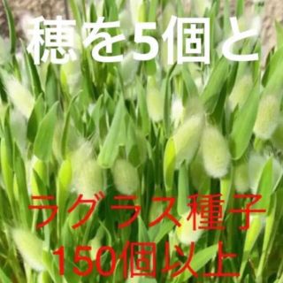 ラグラス　種子　花の種(その他)