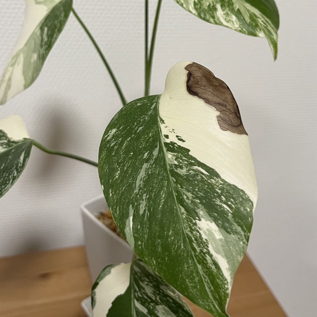 斑入りモンステラ (鉢ごと発送!) - その他