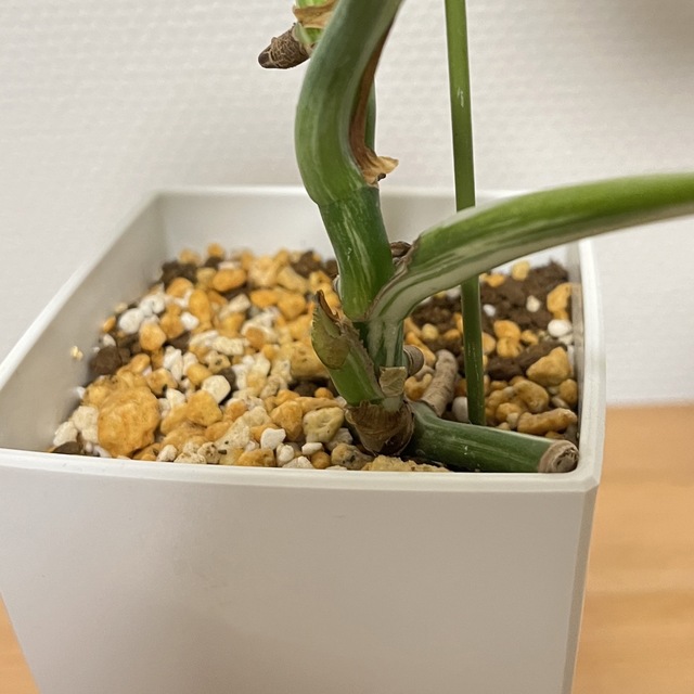斑入りモンステラ (鉢ごと発送!) - その他