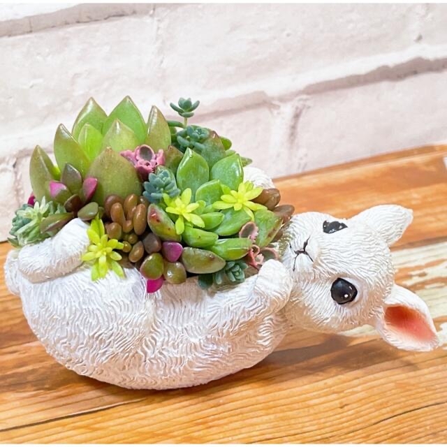 多肉植物　寄せ植え ハンドメイドのフラワー/ガーデン(その他)の商品写真