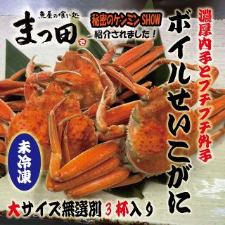 せいこがに　折れ混ざり　無選別　3杯　日本海産　姿　中　未冷凍　(魚介)