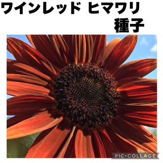 向日葵　ひまわり　種子　20粒　レア　ワインレッド　赤　紅(その他)