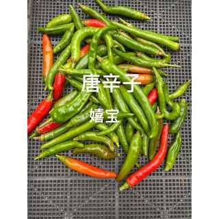 唐辛子1キロ(野菜)