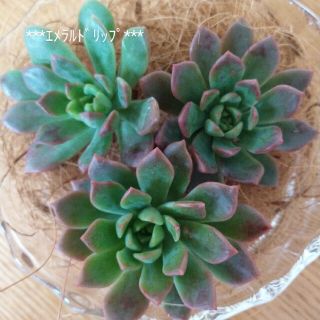 エメラルドリップ 苗 3ケ