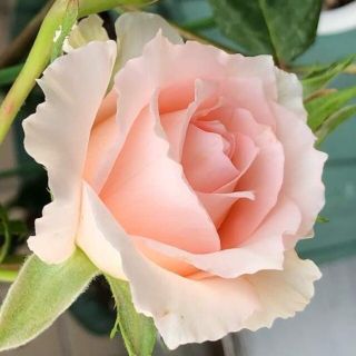 ????人気切り花品種バラ苗????極大輪!!????ベビーピンク????フロウト○????
