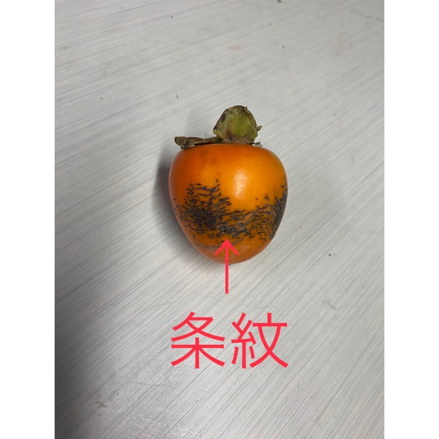 信州特産市田柿　渋柿　干柿　約4キロ　約50玉 食品/飲料/酒の食品(フルーツ)の商品写真