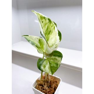 観葉植物 ポトスグローバル ※希少品種‼️速達✩(その他)