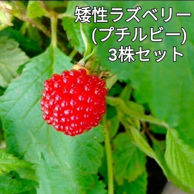 手早く berry ornament ❀ * 本物みたいな ラズベリー set 手早く berry ornament ❀ * 本物みたいな ラズベリー set