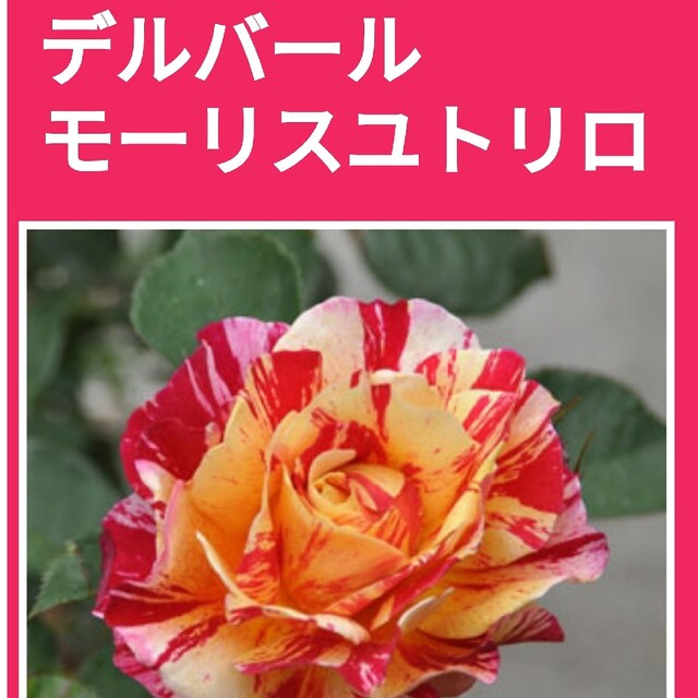 【デルバール モーリスユトリロ】薔薇苗(バラ苗)挿し木用 挿し穂さし穂 ハンドメイドのフラワー/ガーデン(その他)の商品写真