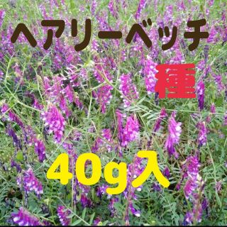 ヘアリーベッチまめっこ 緑肥 マルチ 畝 種 40g 雑草 対策 土壌改良(プランター)