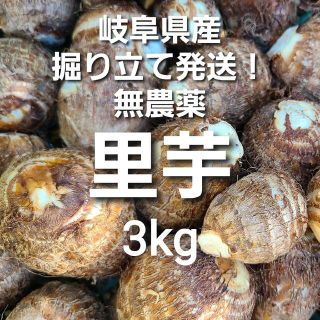 15 岐阜県産 無農薬 ねっとり 里芋 3kg 堀り立て発送！(野菜)