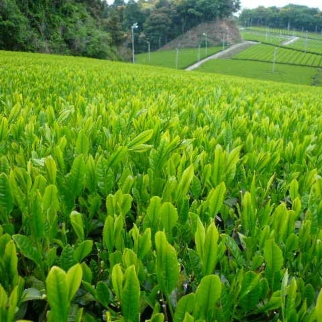 静岡（森町産）深蒸し煎茶　【煎茶】100ｇ×３本  食品/飲料/酒の飲料(茶)の商品写真