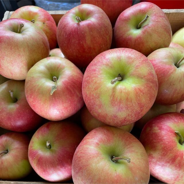 青森りんご　ジョナゴールド　加工用　１０キロ 食品/飲料/酒の食品(フルーツ)の商品写真
