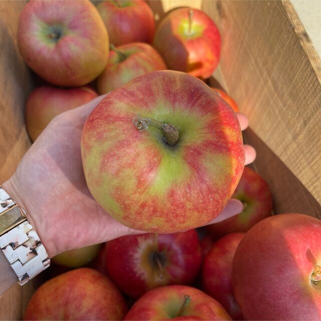 青森りんご　ジョナゴールド　加工用　１０キロ 食品/飲料/酒の食品(フルーツ)の商品写真