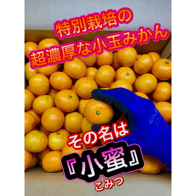 小蜜　５キロ限定みきゃん箱　超濃厚　小玉みかん　早生みかん 食品/飲料/酒の食品(フルーツ)の商品写真