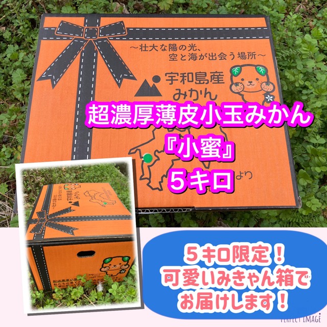 小蜜　５キロ限定みきゃん箱　超濃厚　小玉みかん　早生みかん 食品/飲料/酒の食品(フルーツ)の商品写真