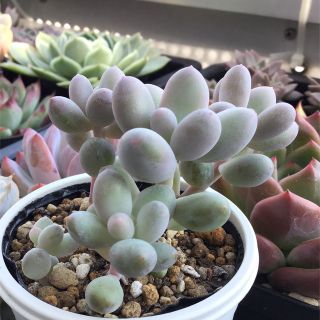 多肉植物 パキフィツム オビフェルム 抜き苗全量!!