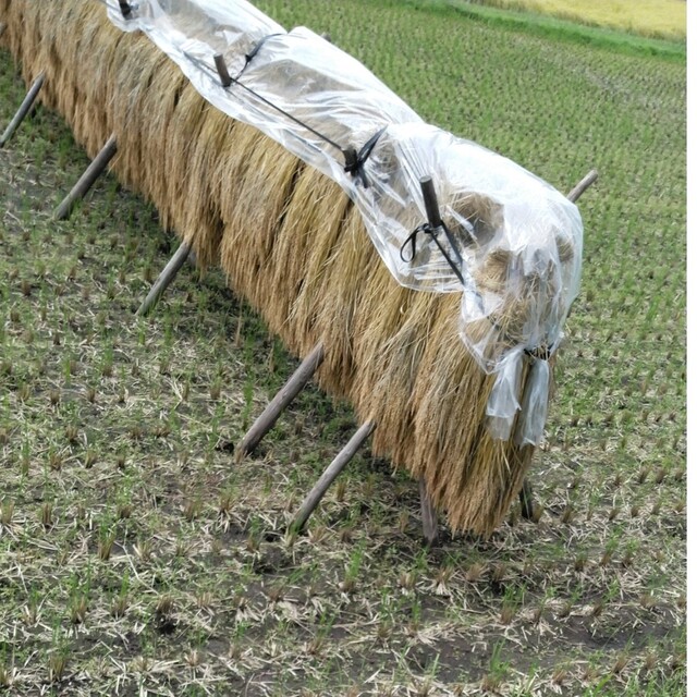 りけのある 令和4年産栃木県特一等米コシヒカリ玄米30キロ無農薬にて作り上げた自慢のお米ですの かつけ - clikonworld.com