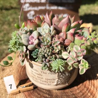 #R-7 そのまま飾れる多肉植物の寄せ植え