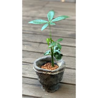 パキラ　観葉植物　（ご希望の方には多肉植物のオマケ付き）(その他)