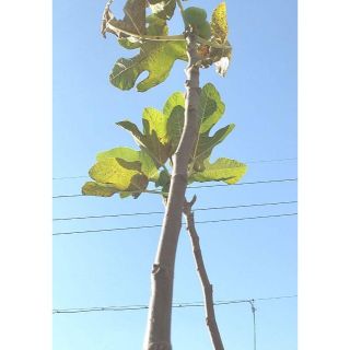 イチジク 挿し木挿し穂 4本 ビオレソリエス