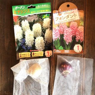 人気のセット】ヒヤシンス 球根　2球　2色　白　桜(薄ピンク)  Ｋセット(プランター)