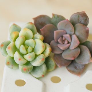 ロッティ錦カット苗&弥生桜カット苗 多肉植物
