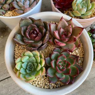 多肉植物 韓国苗盛り合わせ???? カット苗