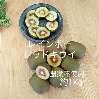 長崎県産　レインボーレッドキウイ　約1Kg(フルーツ)