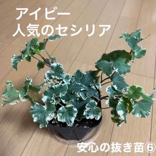 のりすけ様確認用です。観葉植物　アイビーヘデラ　人気のセシリア　安心の抜き苗⑥(その他)