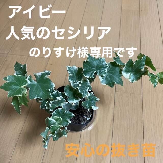 のりすけ様専用です。同梱　観葉植物　アイビーヘデラ　人気のセシリア　安心の抜き苗 ハンドメイドのフラワー/ガーデン(その他)の商品写真