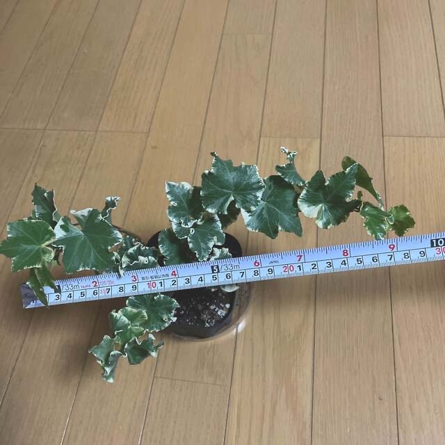 のりすけ様専用です。同梱　観葉植物　アイビーヘデラ　人気のセシリア　安心の抜き苗 ハンドメイドのフラワー/ガーデン(その他)の商品写真