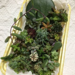 多肉植物ハートホヤ入りカット苗約35種