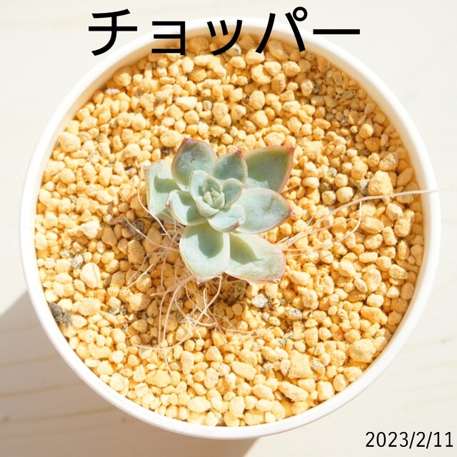 チョッパー チビ カット苗 花歌農場産 多肉植物 韓国苗チャンフィー