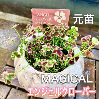 天使の羽　エンジェルクローバー　元苗　MAGICAL 寄せ植え(その他)