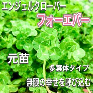 マロンさま専用　天使　エンジェルクローバー　フォーエバー　元苗　寄せ植え(その他)