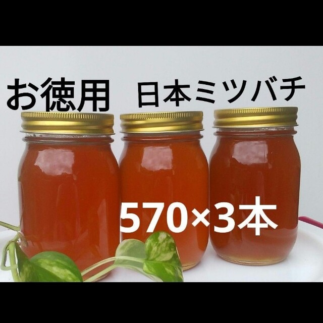 お徳用 日本ミツバチ 蜂蜜 (570g×3本)にほんみつばち