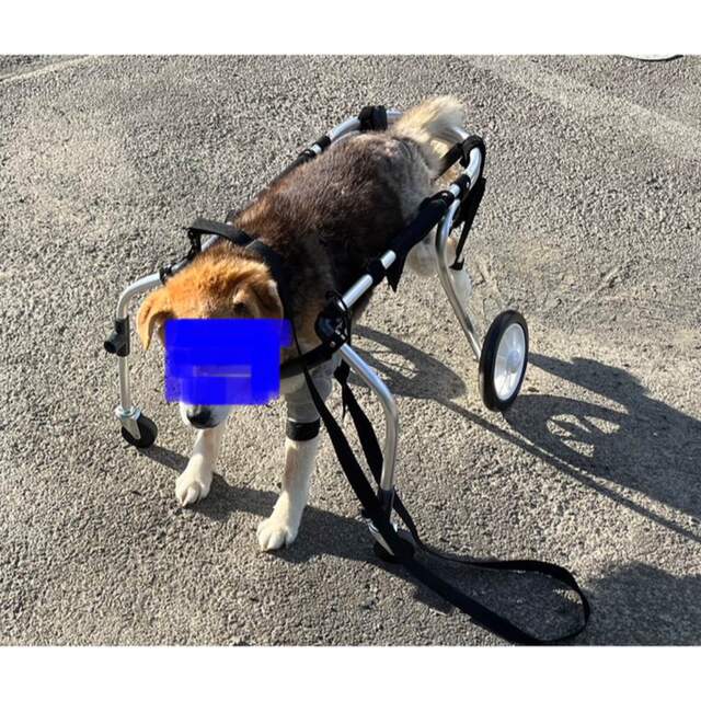 犬用車椅子、柴犬用車椅子4輪車、犬の車椅子 hsjch.gob.pe