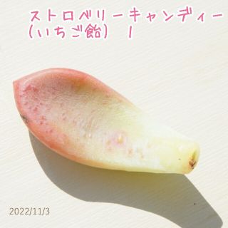 ストロベリーキャンディー ( いちご飴 ) ① 葉挿し 発根済み！ 多肉植物(その他)