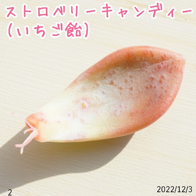 【追跡付き】ストロベリーキャンディー ② 葉挿し 発根済み！ 多肉植物