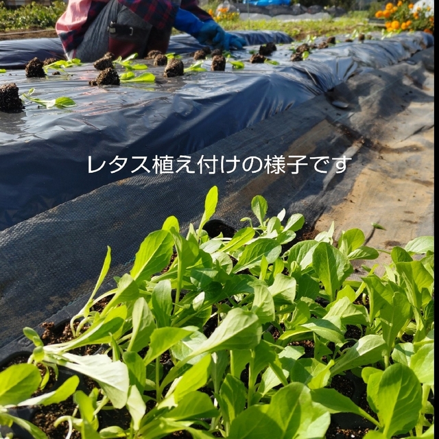 野菜たっぷり【10種類の乾燥野菜MIX】100g 無添加 無着色 砂糖不使用 食品/飲料/酒の食品(野菜)の商品写真