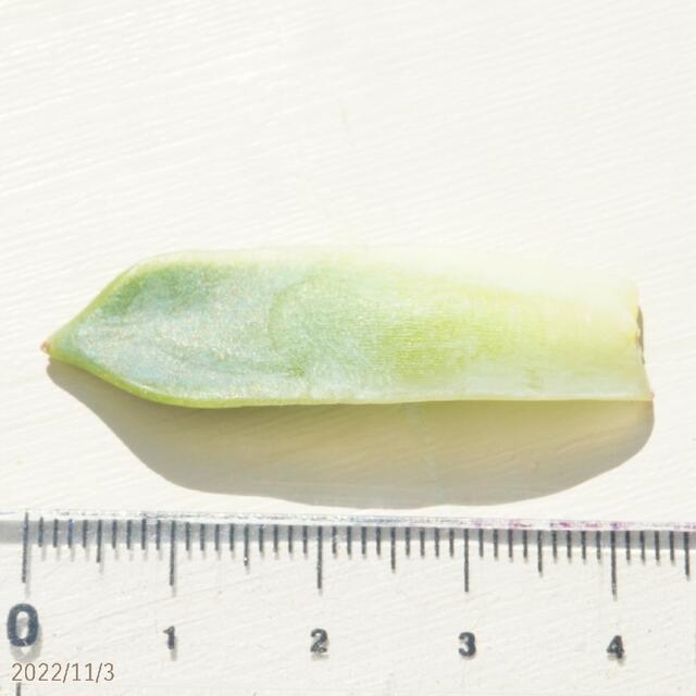 苺恋 ( いちご )④ 葉挿し 未発芽未発根 多肉植物 レア 高額品種 1