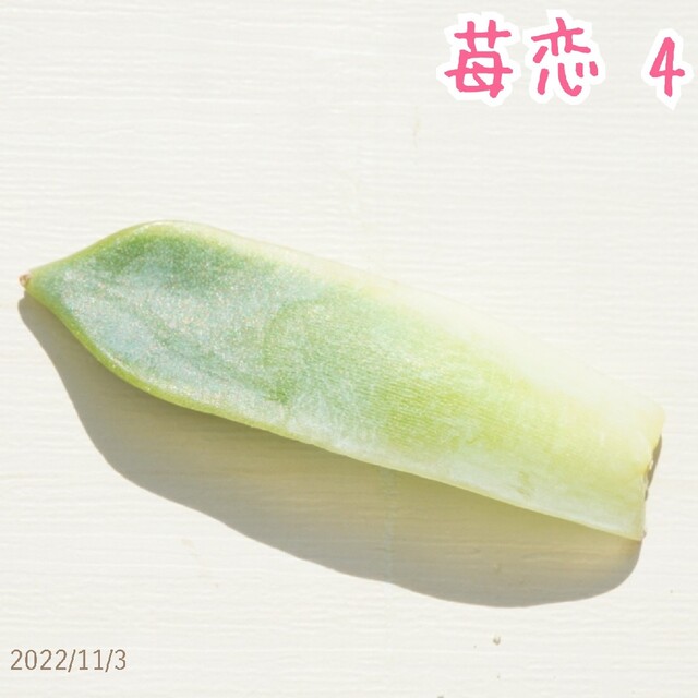 苺恋 ( いちご )④ 葉挿し 未発芽未発根 多肉植物 レア 高額品種