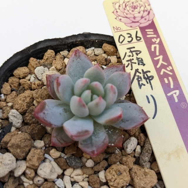 多肉植物 おらいさん苗 霜飾り-www.coumes-spring.co.uk